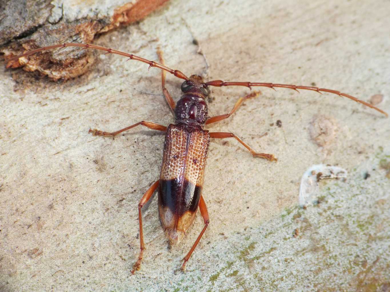 Phoracantha recurva (Cerambycidae) a Ostia Antica